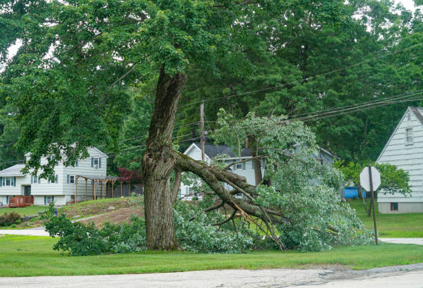 Emergency Storm Tree Removal in Arnold, PA